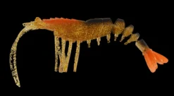 King Brown Killer Prawn