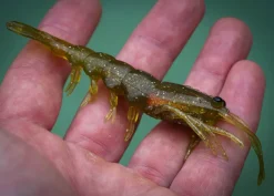 Pro Lure Clone Prawn 62mm